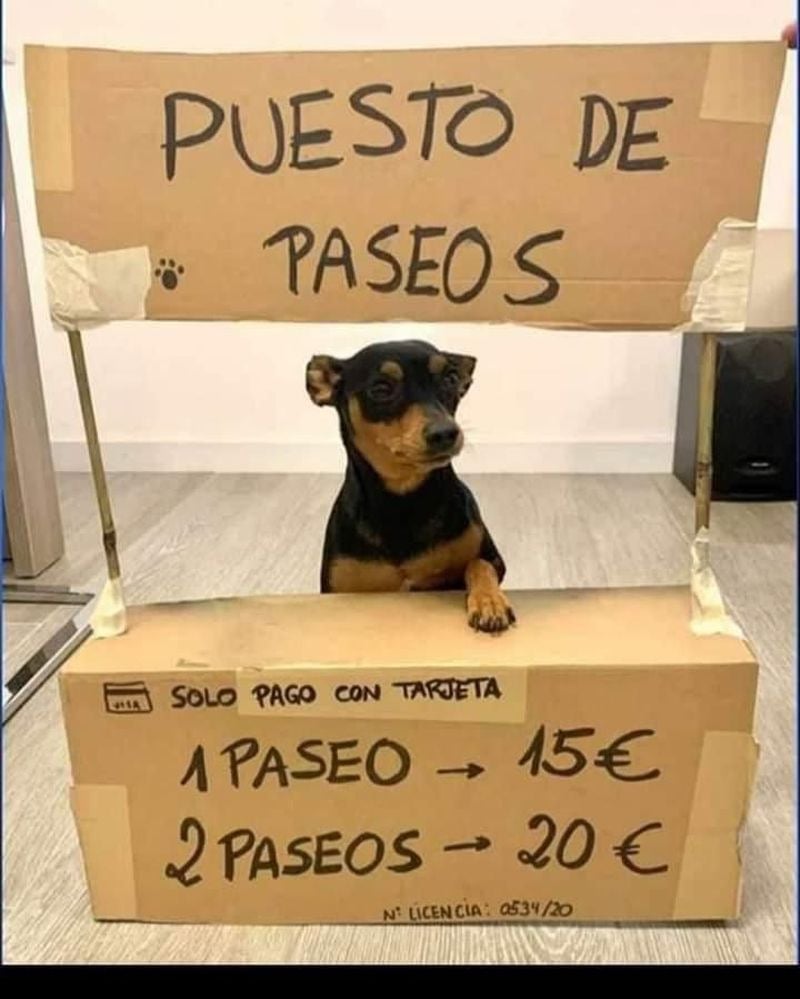 abandono de perros