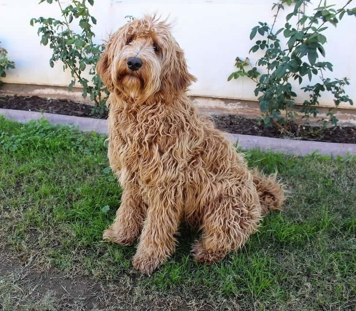 Labradoodle