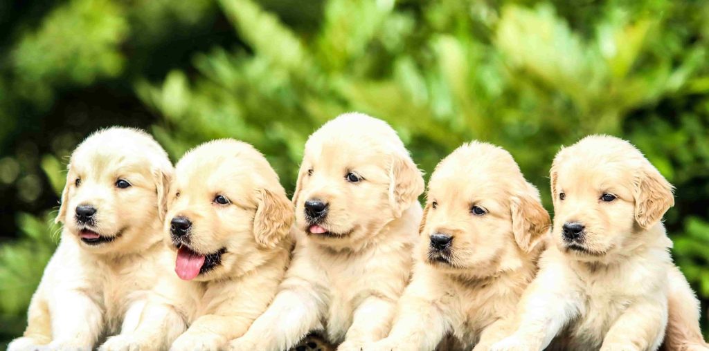 encontrar perros ideal manada de perros-min
