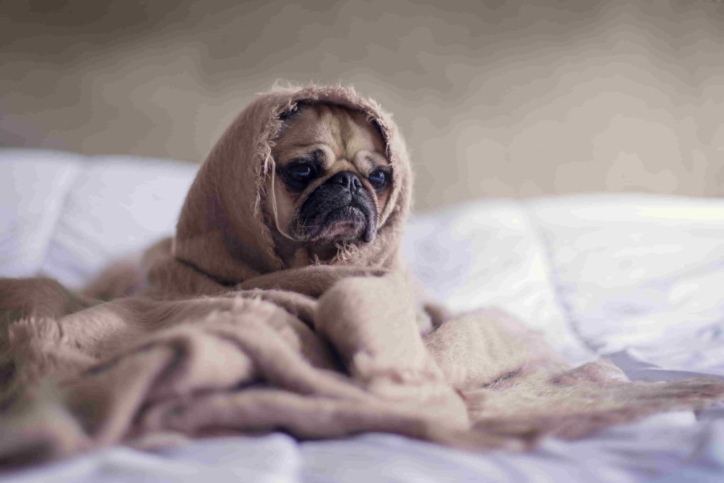 perro enfermo en la cama