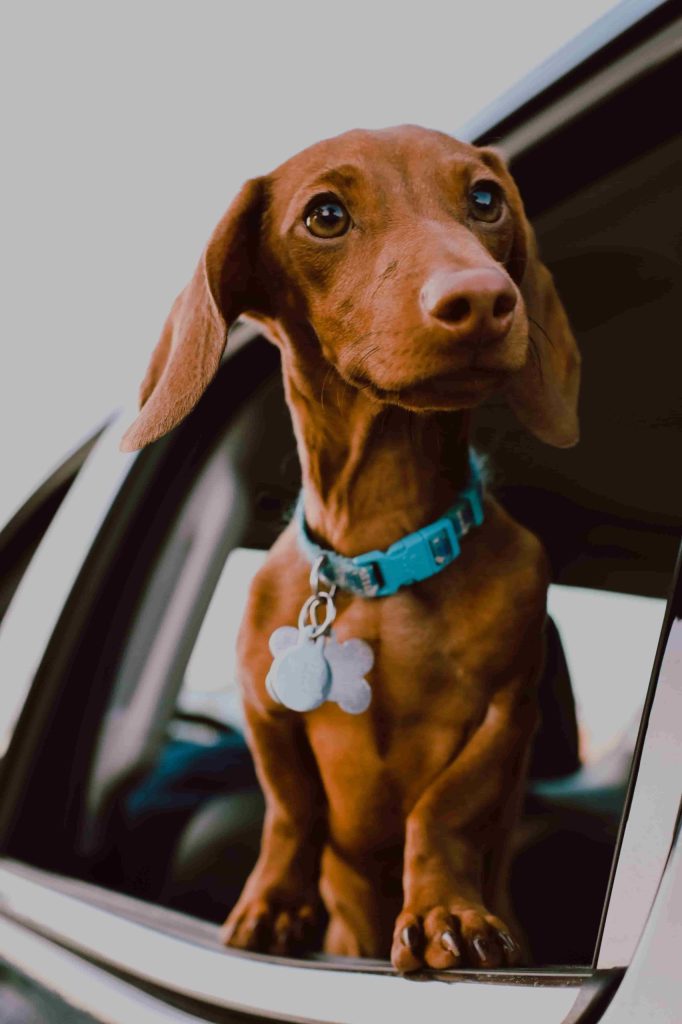 Collares de perro