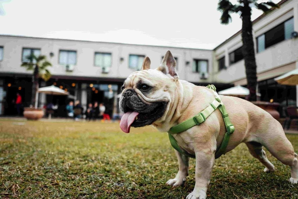 Collares o arneses para perro