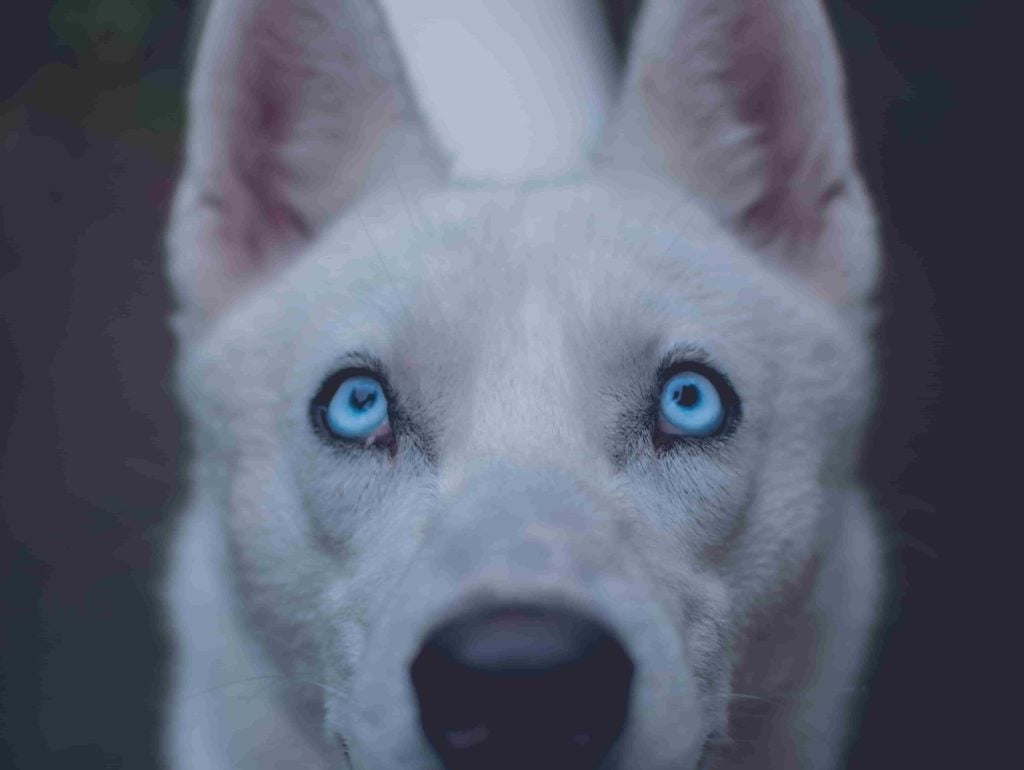 mirada de tu perro