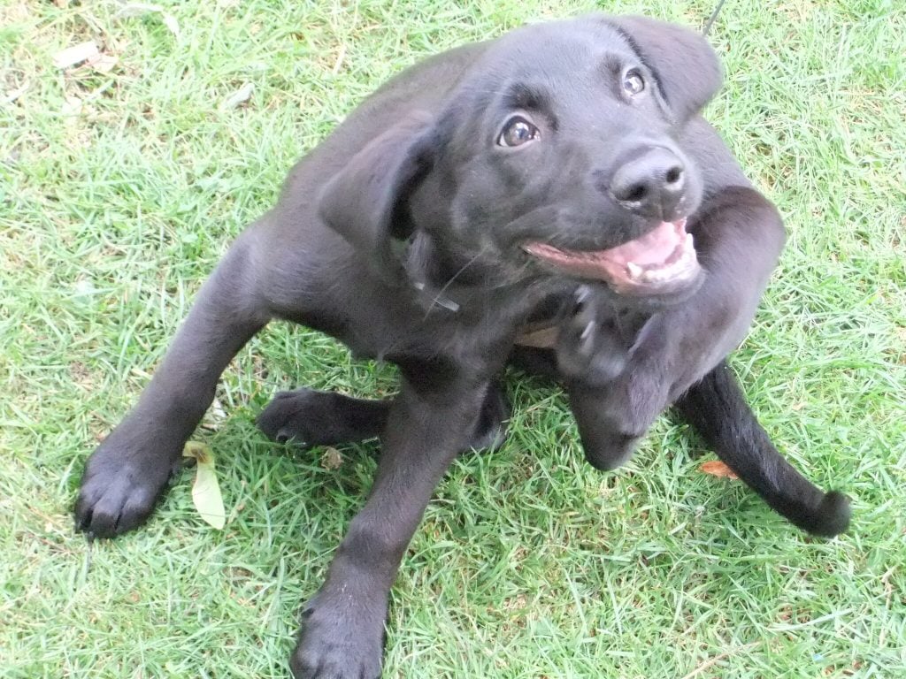 Las alergias en los perros