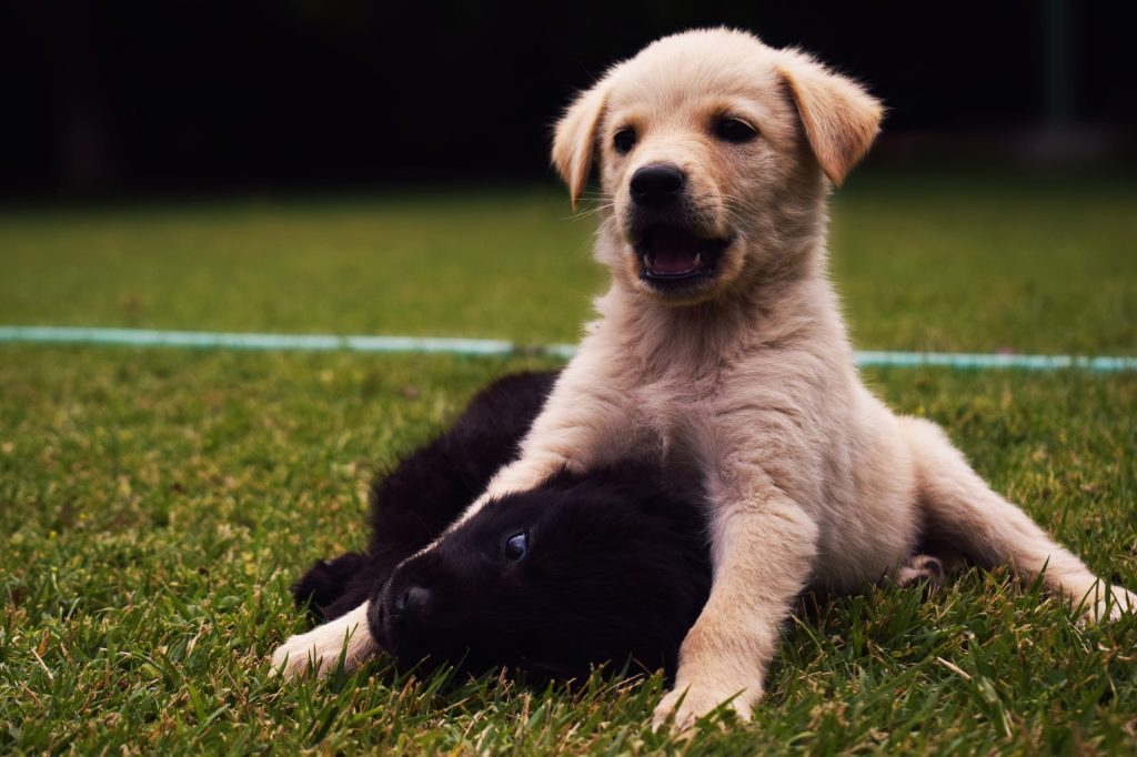 juegos para la depresión en los perros