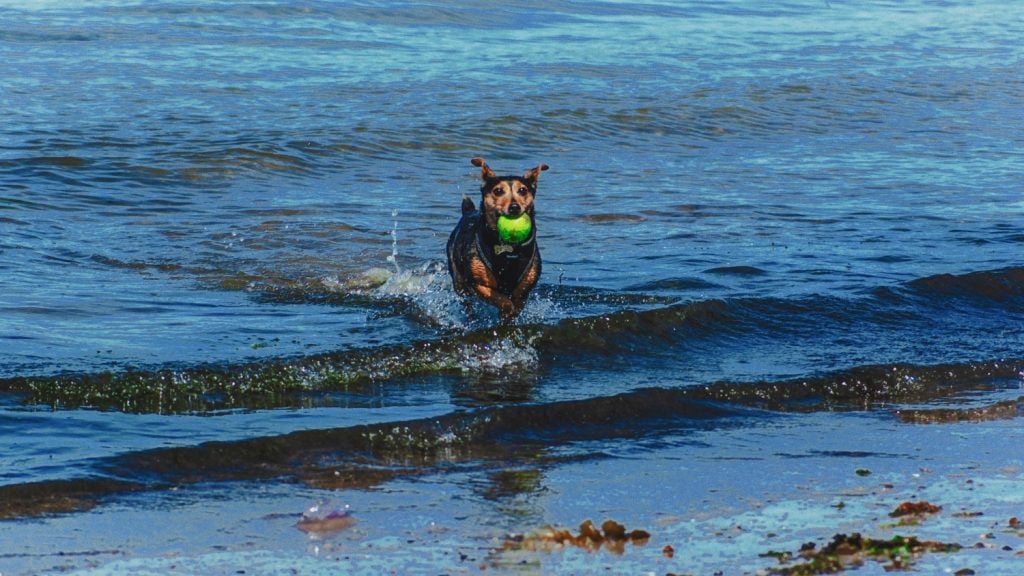 la depresión en los perros