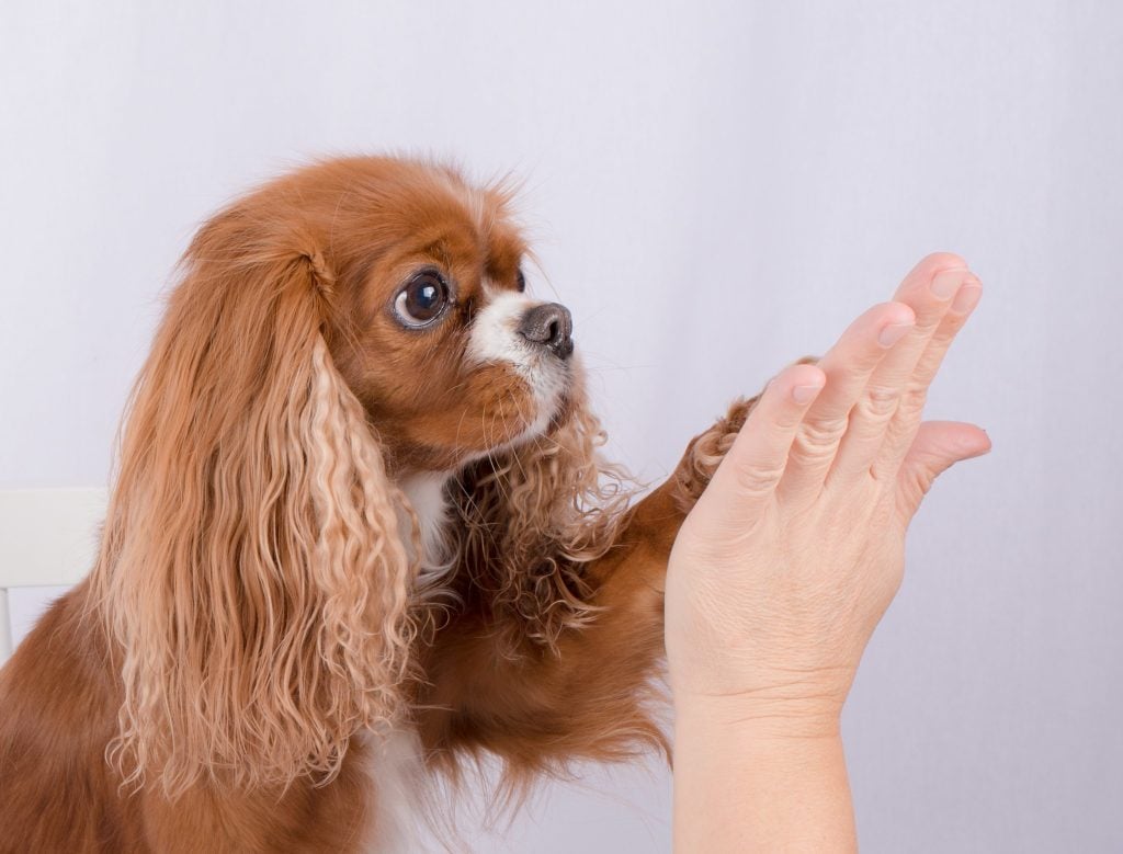 Etología canina