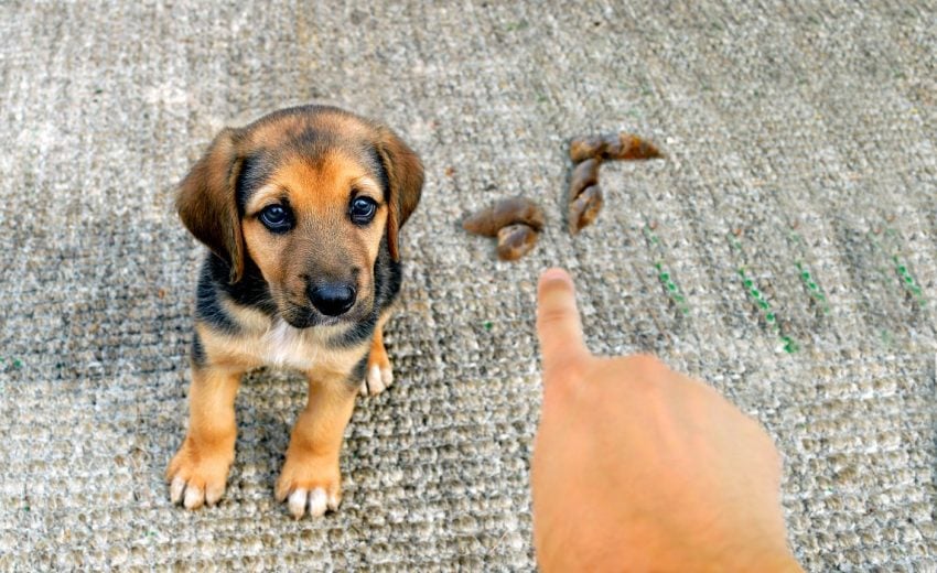 Desafíos etología canina