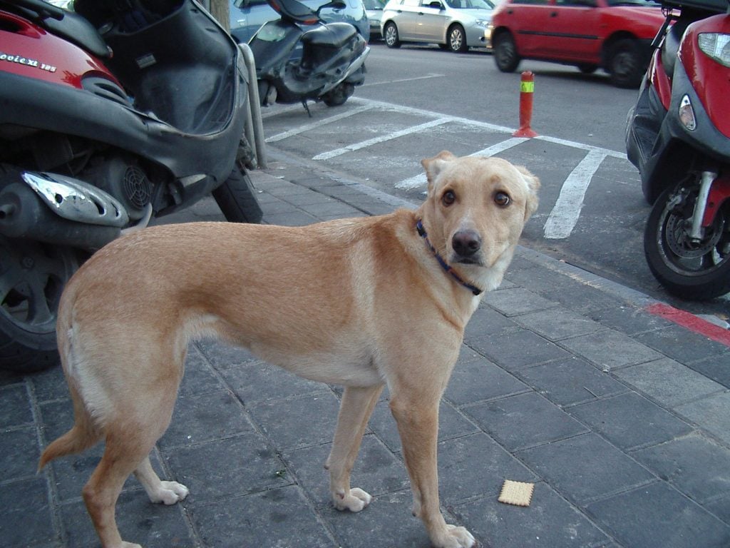 Perro perdido