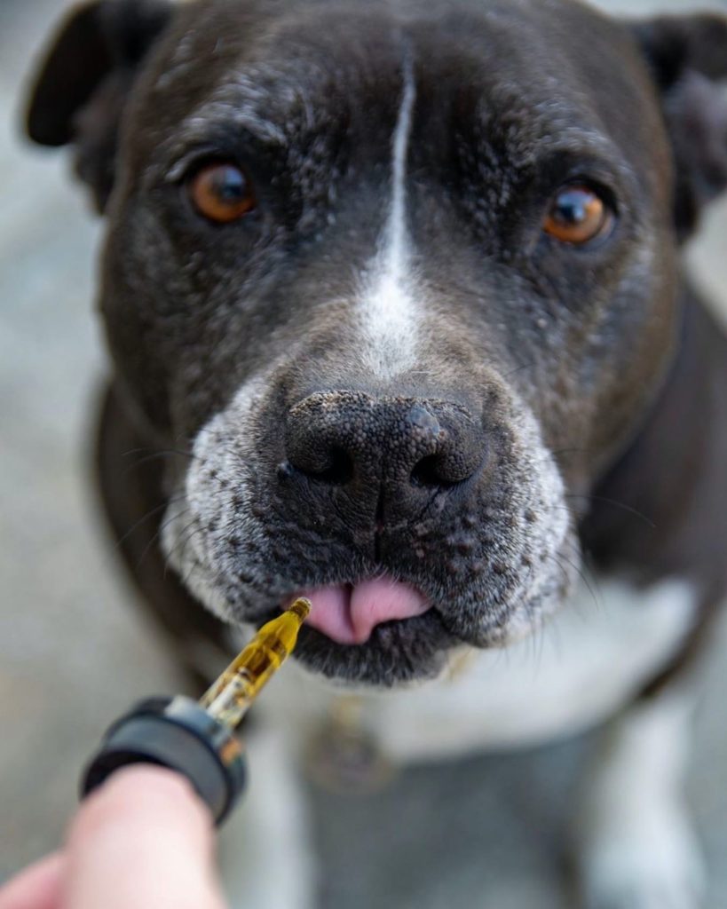CBD para perros