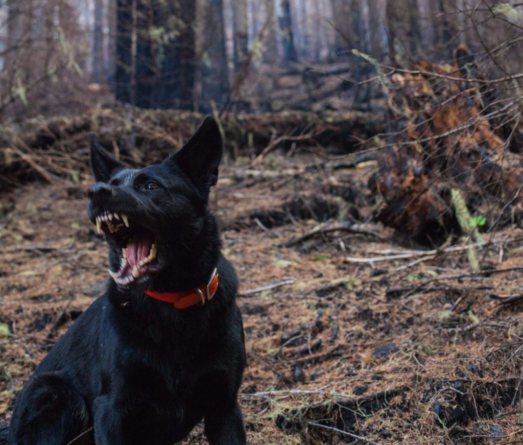 Gruñidos de los perros