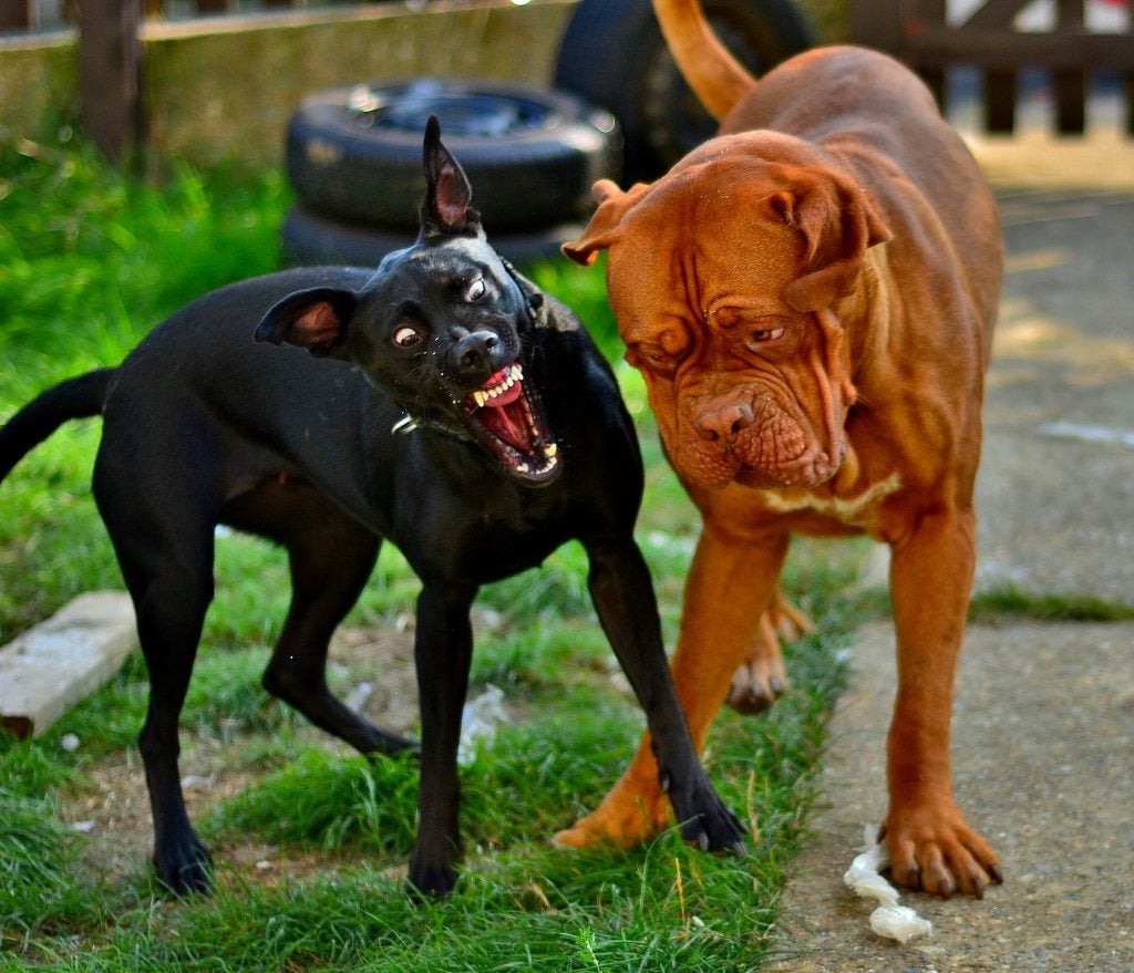 Rabia en perros