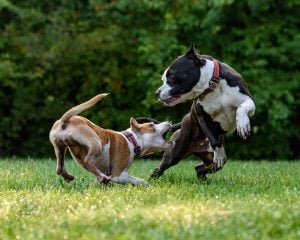 Cómo Manejar Perros Agresivos