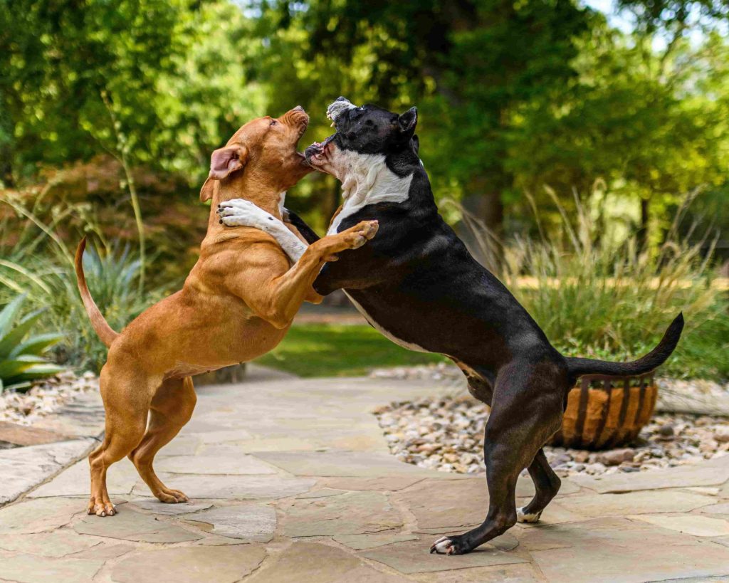 Comprendiendo la Agresión en los Perros