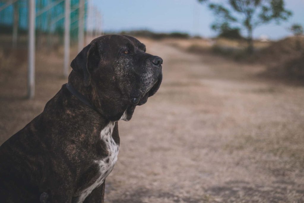 Descubre los mejores consejos para socializar perros