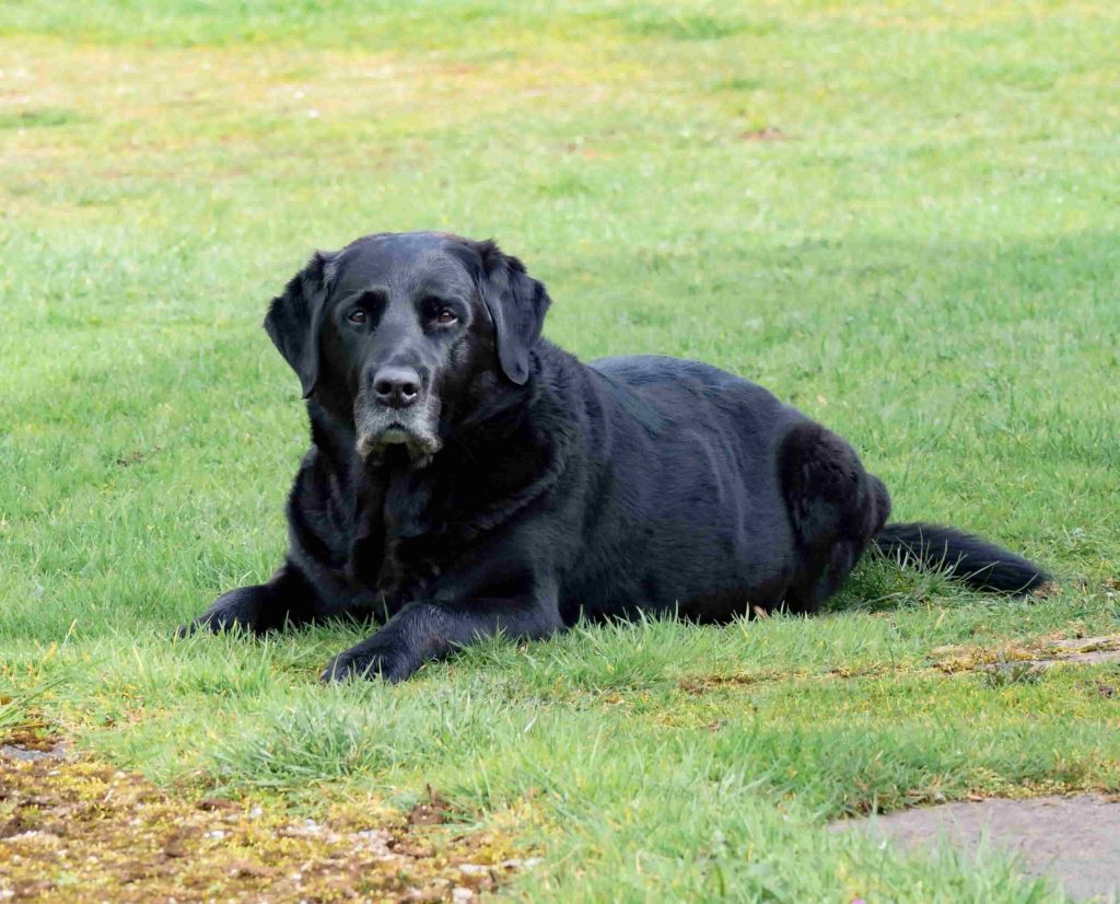 El envejecimiento de nuestros amigos peludos