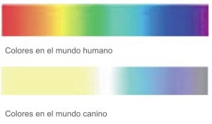 gama de colores de perros vs colores humanos