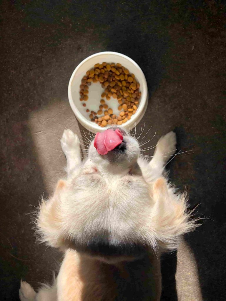 cuenco de comida perro proteccion