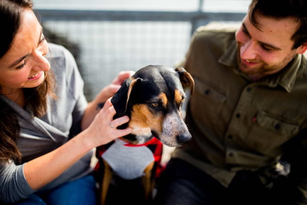 Aplicación Efectiva del Refuerzo Positivo en Perros