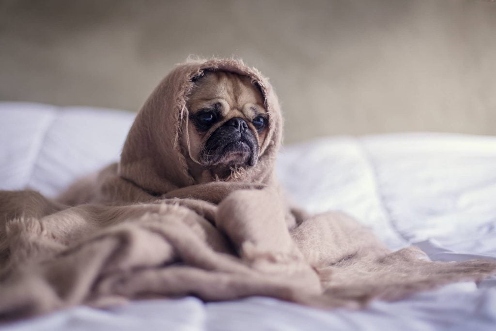 Identificando el Estrés en Perros