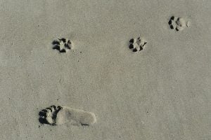 Psicología Canina - Guía Completa por un Etólogo