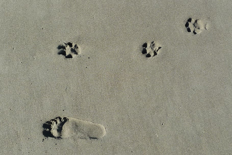 Psicología Canina - Guía Completa por un Etólogo