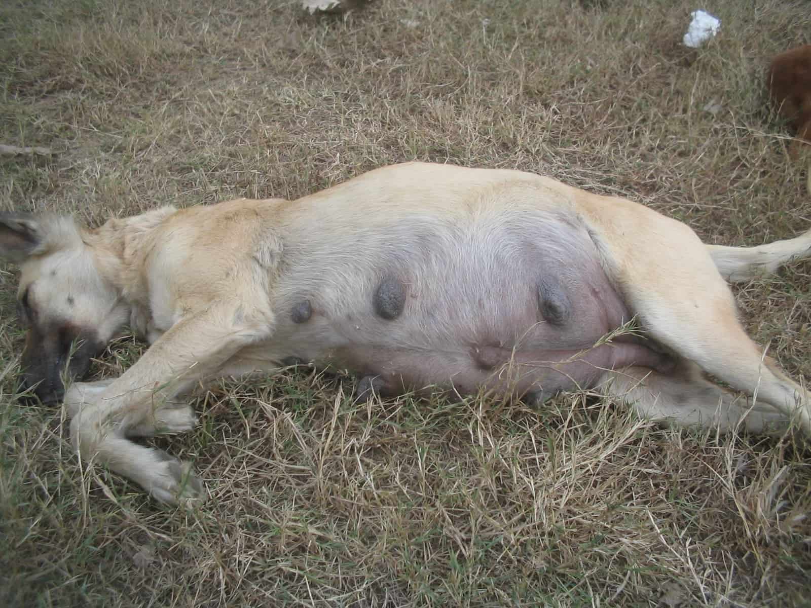 Embarazo de un Perro