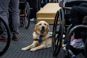 ¿Es Obligatorio el Seguro para Perros en España?