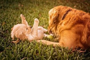 cachorro golden retriever perro animales