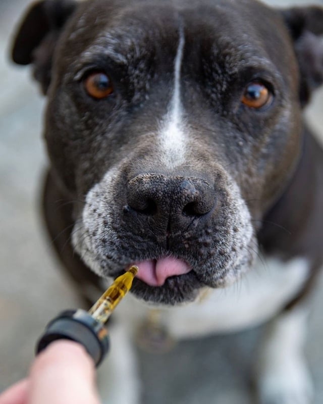 perro tomando gotas de medicina