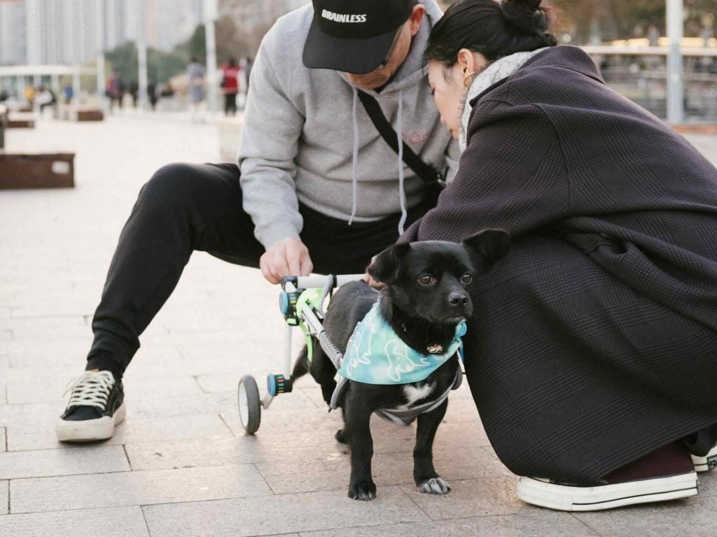 silla de ruedas para tu perro