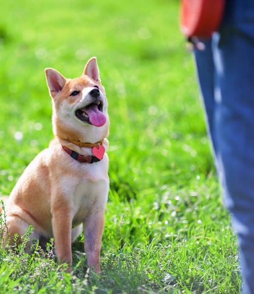 adiestramiento canino