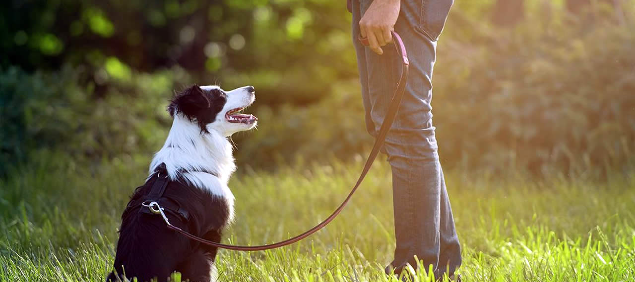 adiestramiento canino