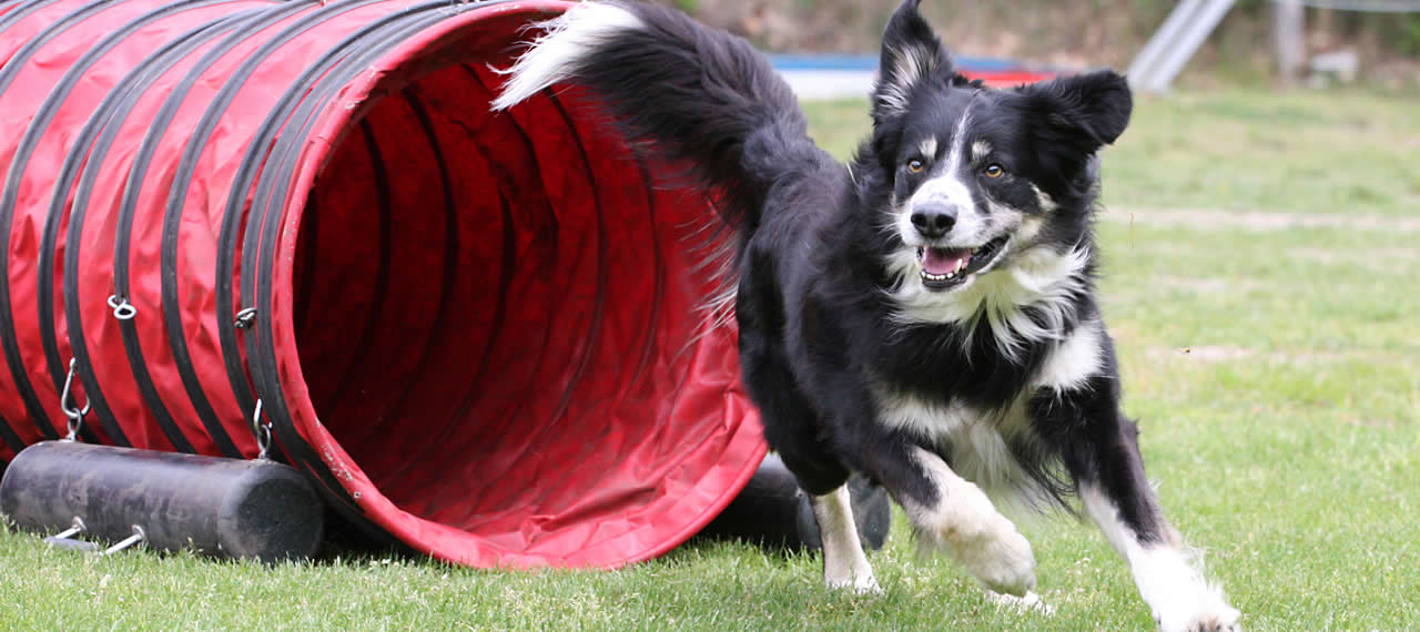 agility para perros