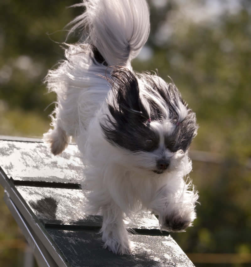 Agility para perros