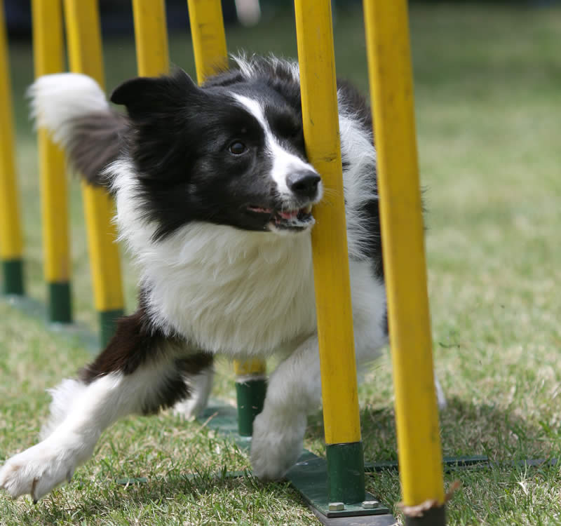 Agility para perros