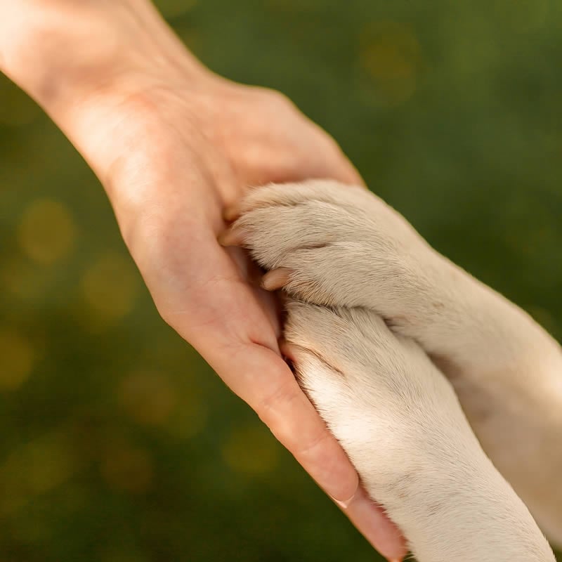 curso de adiestramiento canino