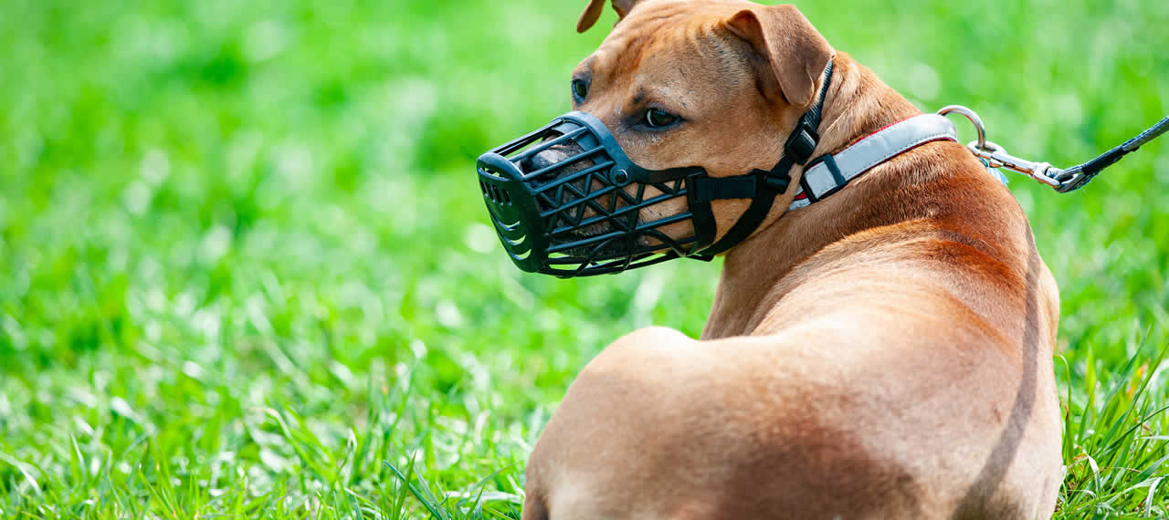 etólogo canino en barcelona