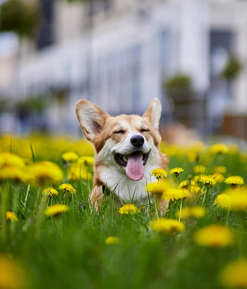 Etólogo Canino