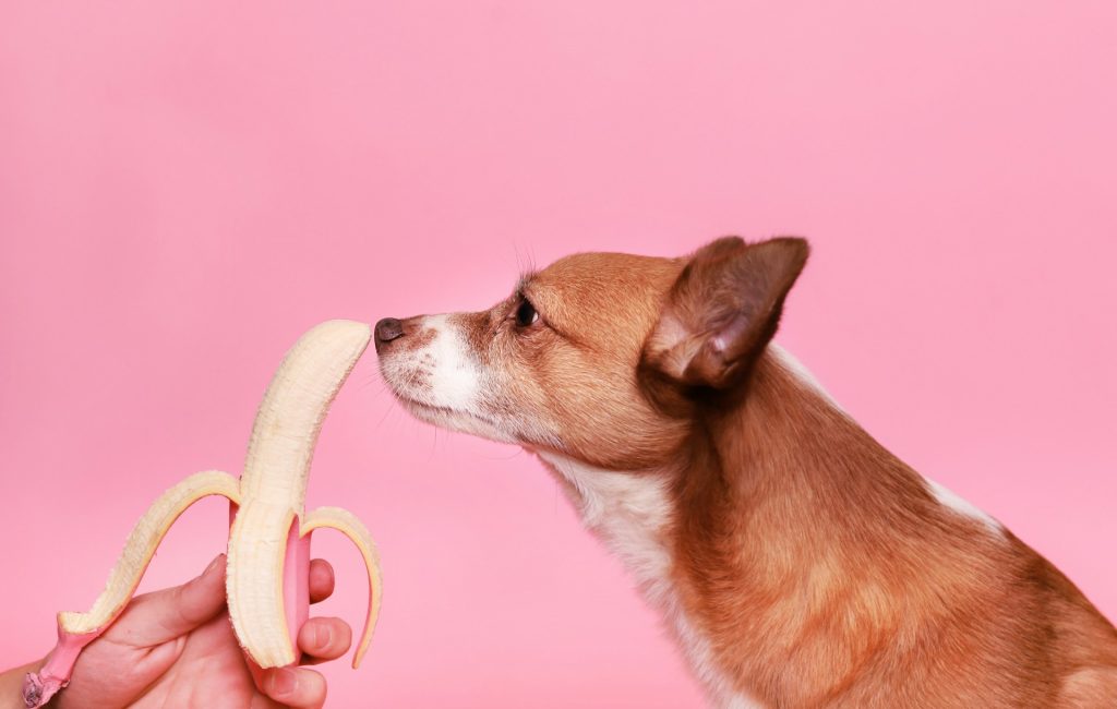 perro comiendo observando un plantano