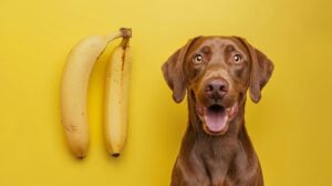 ¿El plátano es bueno para los perros?