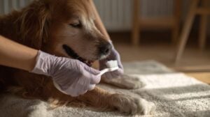 perros se les caen los dientes