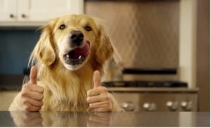Kit basico cuidados para perros