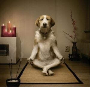 Productos para miedo y ansiedad perros