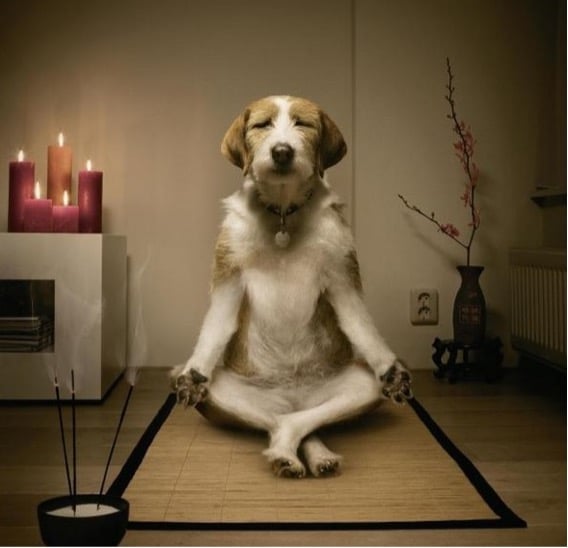 Productos para miedo y ansiedad perros