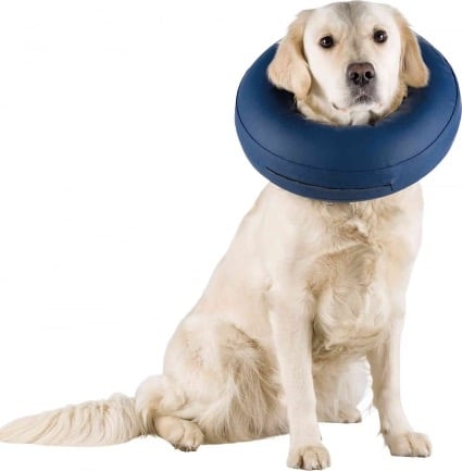 collar isabelino para perros