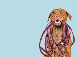 mejores correas para perros